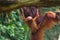 Baby orangutan holding mothers belly while mother jumps from tree to tree