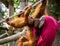 Baby orangutan kissed by his father