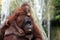 Baby Orangutan and Mother