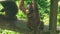 Baby Orangutan on Playground
