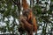 Baby Orangutan playing in the trees of the Borneo jungle