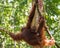 Baby orangutan sits on the back of his mother, which stretches f