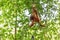 Baby Orangutan in the tree