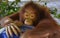 The Baby Orangutan was staring