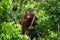 A baby orangutan in the wild. Indonesia. The island of Kalimantan (Borneo).