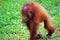 Baby orangutang in Borneo