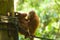 Baby Orangutans Play Rope Horizontal