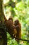 Baby Orangutans Play Rope Vertical