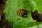 Baby orb weaver spiders, spiderlings, in nest, Yellow and black, macro