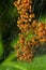 Baby orb weaver spiders, spiderlings, in nest, Yellow and black, macro