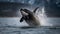 Baby Orca\\\'s First Breach in the Arctic Sea