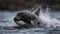 Baby Orca\\\'s First Breach in the Arctic Sea