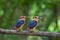 Baby Oriental Dwarf Kingfishers  at Chiplun,Maharashtra,India