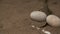 Baby Orinoco Croc Crawling Over Eggs, Wisirare Zoo
