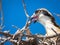 Baby osprey in nest