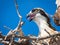 Baby osprey in nest