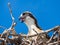 Baby osprey in nest