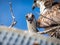 Baby osprey in nest