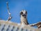 Baby osprey in nest