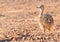 Baby Ostrich at the Cape Peninsula South Africa