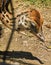 Baby ostrich in captivity, searching for food on the ground