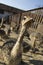 Baby ostrich head close up in ostrich farm. Ostriches in the paddock on the farm. Funny and strange ostrich looks into