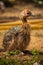 Baby Ostrich portrait .Solo baby ostrich stand on forest .World larges bird ostrich .Baby ostrich portrait close up