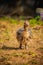 Baby Ostrich portrait .Solo baby ostrich stand on forest .World larges bird ostrich .Baby ostrich portrait close up