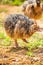 Baby Ostrich portrait .Solo baby ostrich stand on forest .World larges bird ostrich .Baby ostrich portrait close up