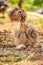 Baby Ostrich portrait .Solo baby ostrich stand on forest .World larges bird ostrich .Baby ostrich portrait close up