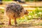 Baby Ostrich portrait .Solo baby ostrich stand on forest .World larges bird ostrich .Baby ostrich portrait close up