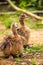 Baby Ostrich portrait .Solo baby ostrich stand on forest .World larges bird ostrich .Baby ostrich portrait close up