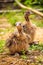 Baby Ostrich portrait .Solo baby ostrich stand on forest .World larges bird ostrich .Baby ostrich portrait close up