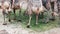 Baby ostriches feeding at ostrich farm.