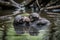 baby otters floating in a peaceful stream, with their hands intertwined