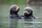 baby otters floating on their backs, holding hands while they take in the view