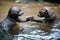 baby otters in the park, playing and holding hands while floating on water