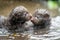 baby otters playing and wrestling in the water, their wet fur glistening