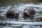 baby otters swimming together in the open water, with their tiny paws intertwined