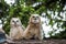 Baby owlets owls devouring dinner