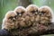 baby owls huddle together on a branch, heads tilted