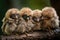 baby owls huddle together on a branch, heads tilted