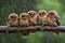 baby owls huddle together on the branch, sheltered from rain and wind