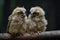 baby owls perched on a branch, heads turned toward each other