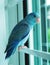 Baby Pacific Parrotlet, Forpus coelestis