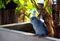 The baby Pacific Parrotlet, Forpus coelestis chill
