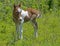 Baby Palomino Shetland Pony plays in green grass.