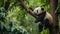 A baby panda napping on a tree branch