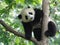 Baby Panda on the tree