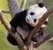 Baby panda in tree